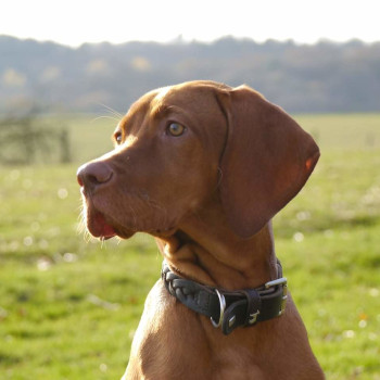 Die braune Viszla-Hündin schaut verträumt in die Ferne an der Kamera vorbei. Sie sitzt auf einer Wiese und trägt ein dunkelbraunes Lederhalsband mit geflochtenem Mittelstück. Im Hintergrund geht die Wiese in Wald über und verläuft im unscharfen Horizont.