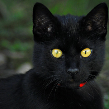 Ein Porträt der pechschwarzen Katze Mauii mit hellbraunen, fast gelben Augen. Am Hals sieht man ein winziges Stück rotes Halsband hervor blitzen.