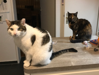 Zwei Katzen sitzen auf einer Tischplatte und schauen in die Kamera. Die vordere ist weiß mit braunen Flecken und ihr fehlt die Spitze des linken Ohrs. Die hintere ist dunkelbraun-meliert.