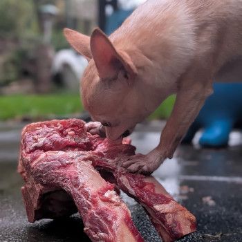 Chihuahua Rudi mit Knochen